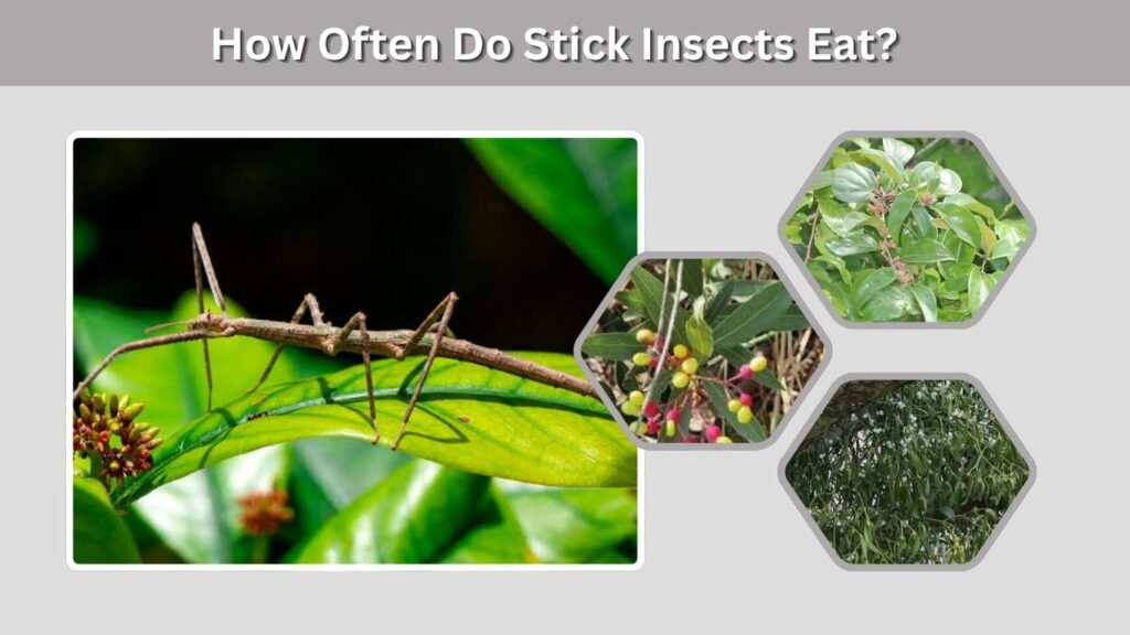 How Often Do Stick Insects Eat?
