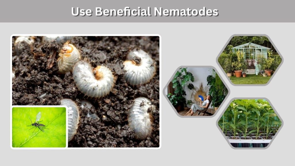 4. Use Beneficial Nematodes