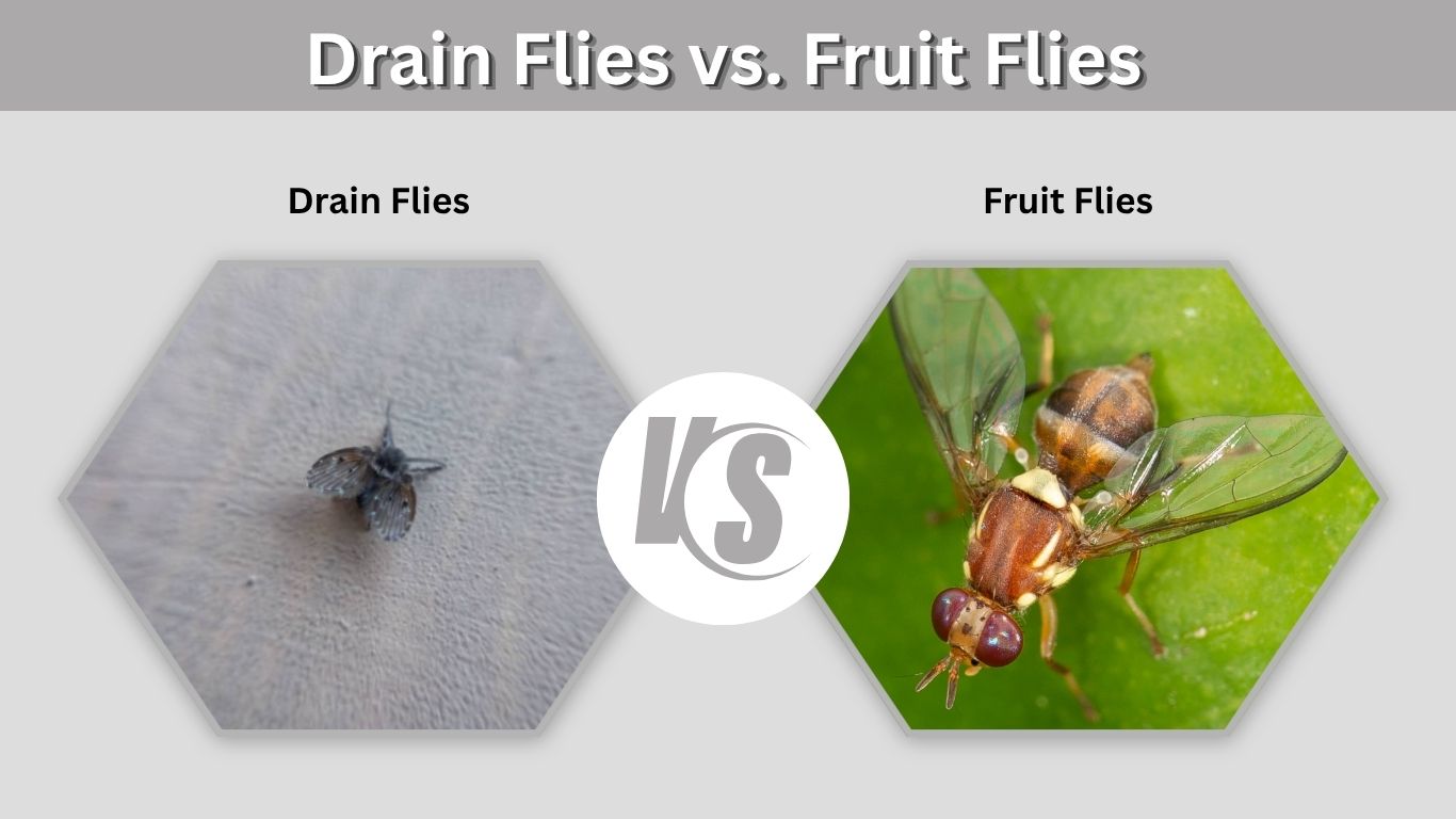 Drain Flies vs. Fruit Flies: Identification and Control