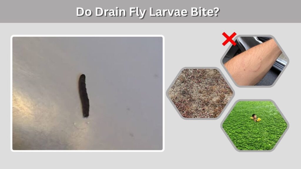 Do Drain Fly Larvae Bite?