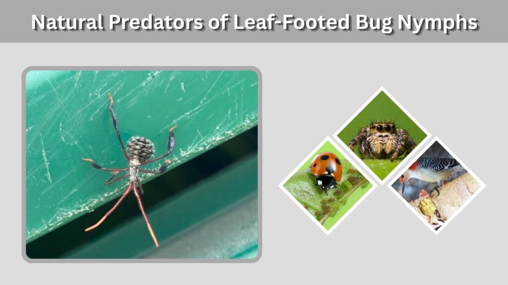 Natural Predators of Leaf-Footed Bug Nymphs