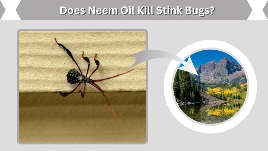 Where Are Leaf-Footed Bug Nymphs Found?