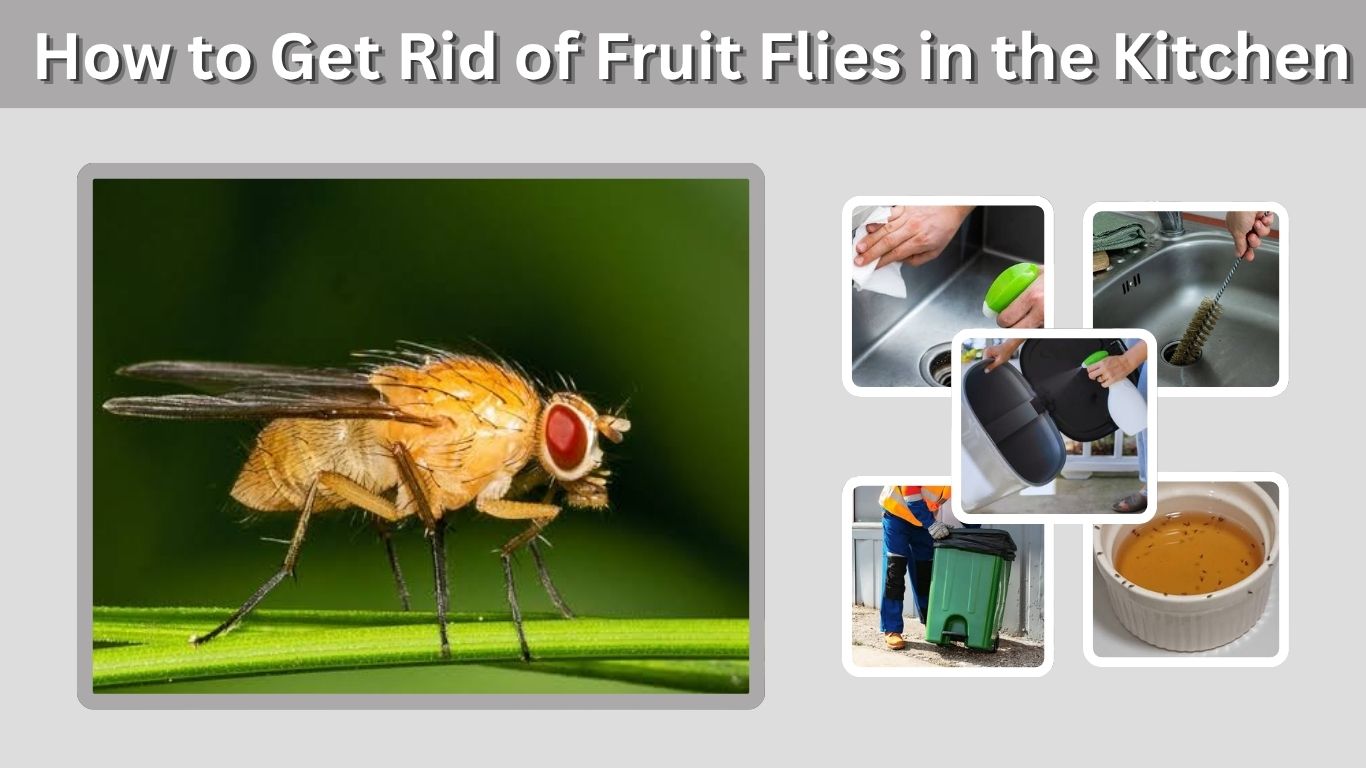 How to Get Rid of Fruit Flies in the Kitchen Fast: Causes, Traps & Removal