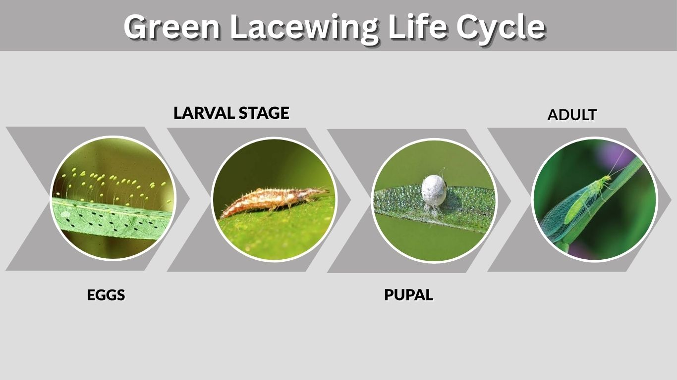 Green Lacewing Life Cycle: Eggs, Larvae, Pupae and Adults