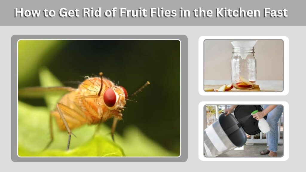 How to Get Rid of Fruit Flies in the Kitchen Fast