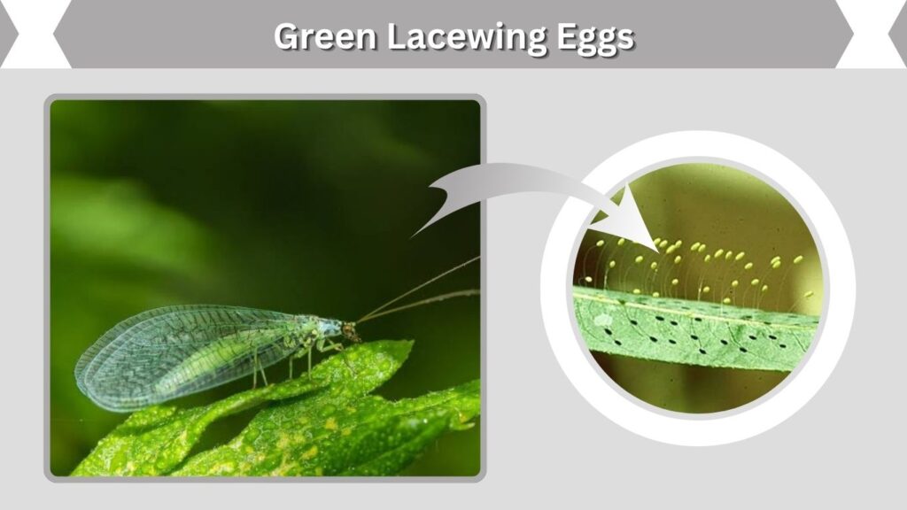 Stage 1: Green Lacewing Eggs