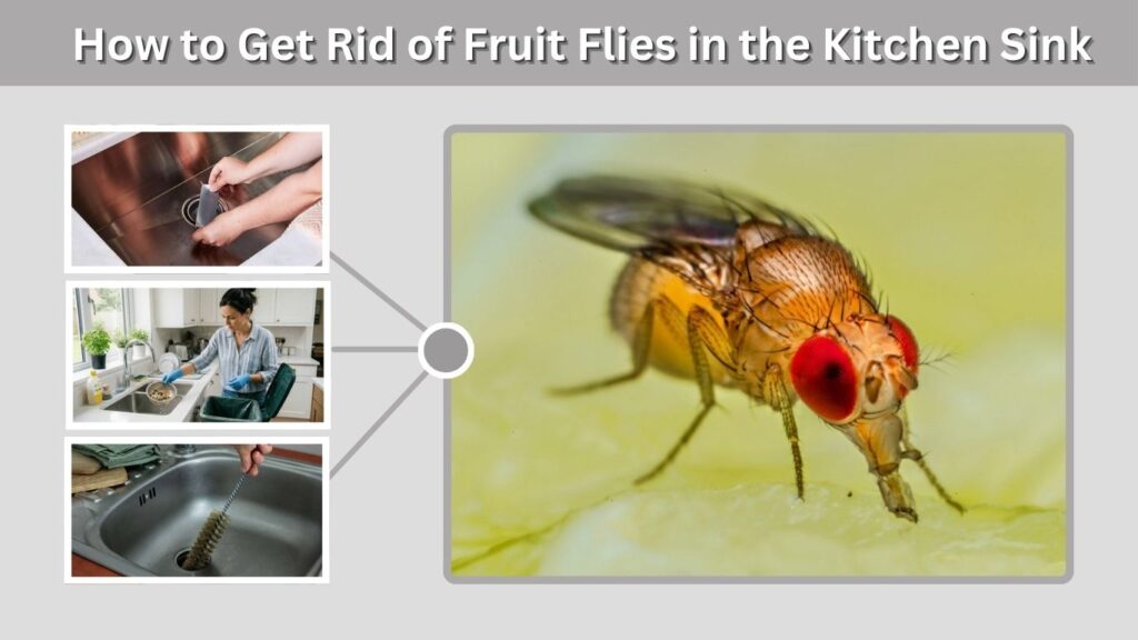 How to Get Rid of Fruit Flies in the Kitchen Sink