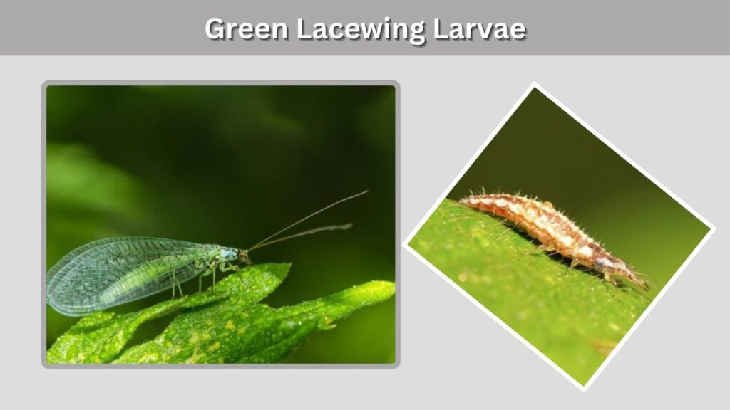 Stage 2: Green Lacewing Larvae