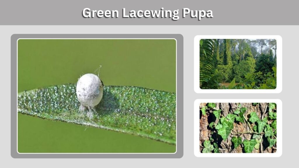 Stage 3: Green Lacewing Pupa