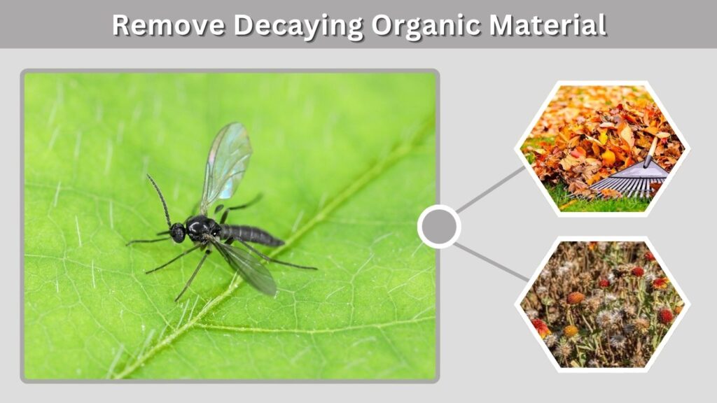5. Remove Decaying Organic Material