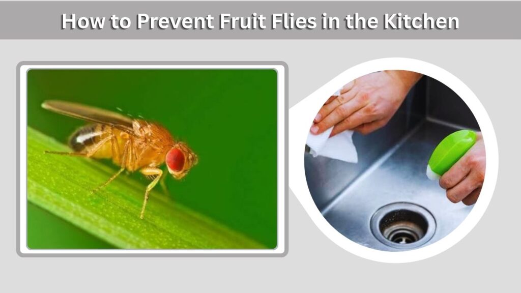 How to Prevent Fruit Flies in the Kitchen