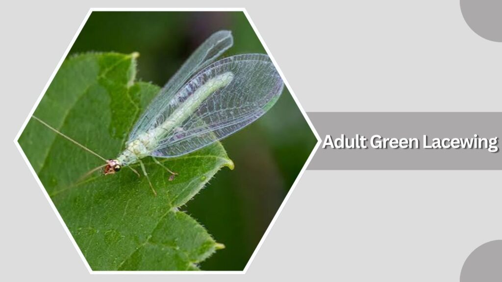 Stage 4: Adult Green Lacewing