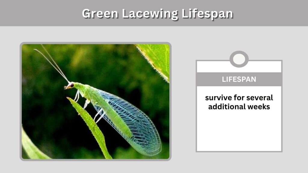Green Lacewing Lifespan