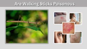 Are Walking Sticks Poisonous? Risks, Spray, and Safety