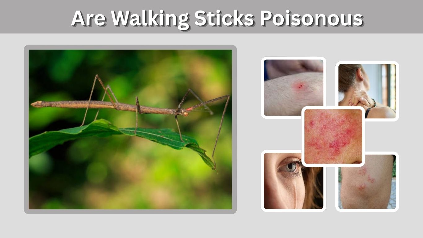 Are Walking Sticks Poisonous? Risks, Spray, and Safety
