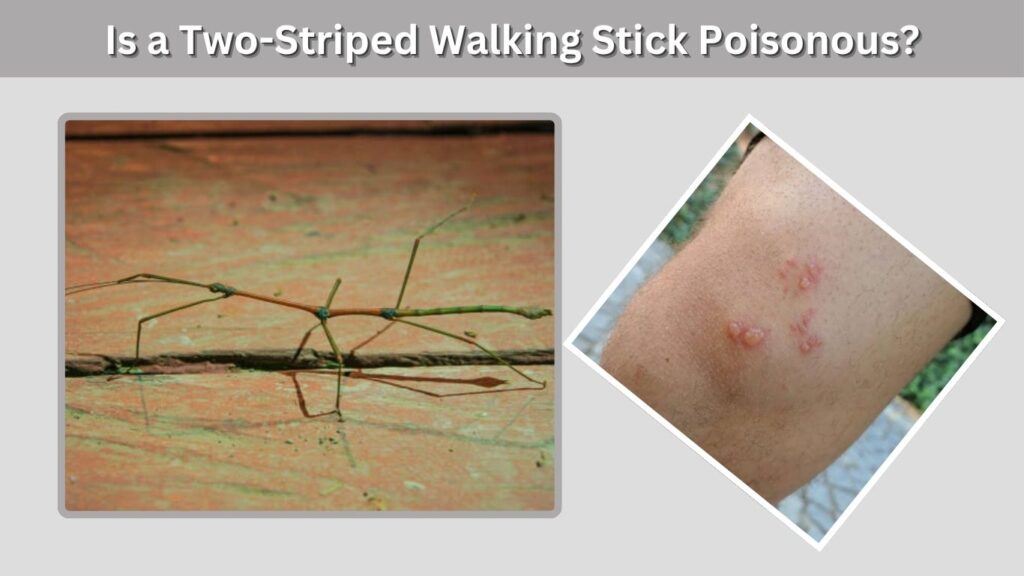 Is a Two-Striped Walking Stick Poisonous?