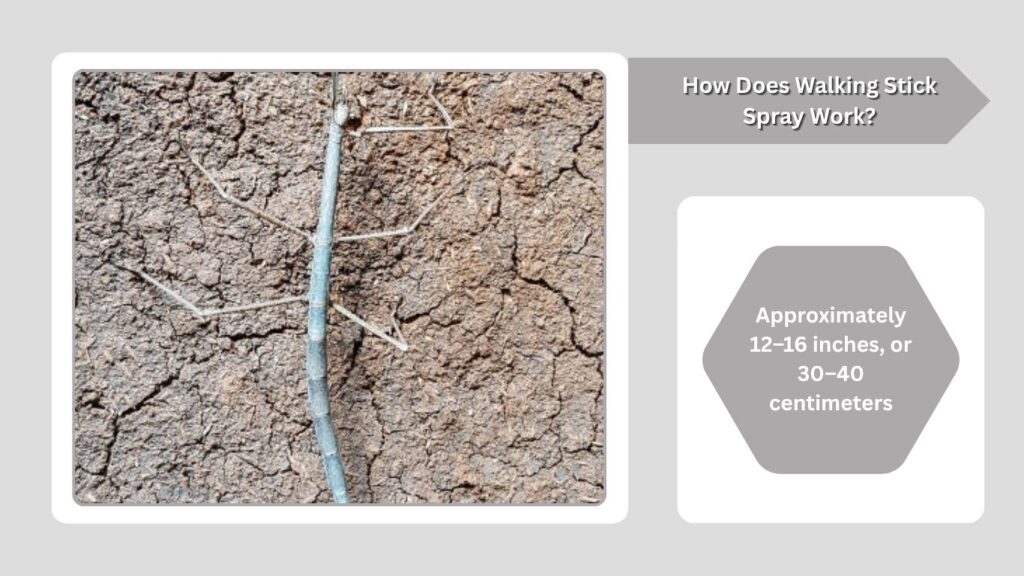 How Does Walking Stick Spray Work?
