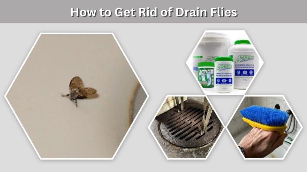 How to Get Rid of Drain Flies