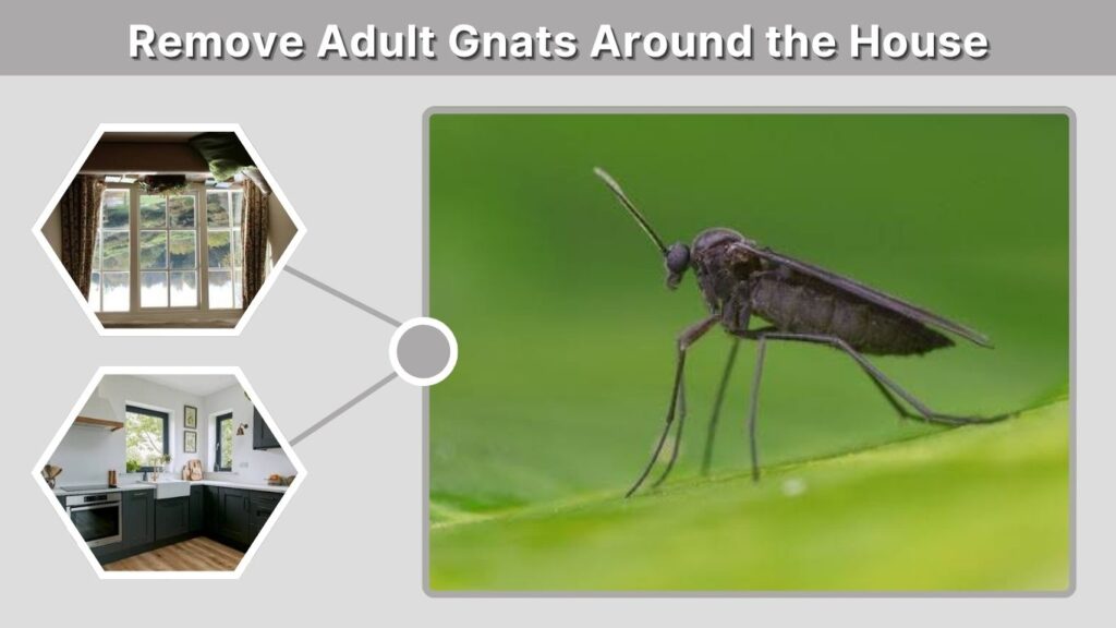 9. Remove Adult Gnats Around the House
