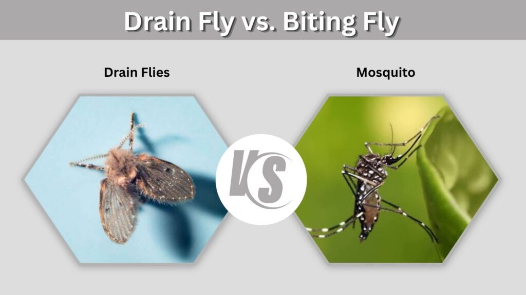 Drain Fly vs. Biting Fly