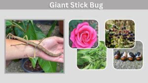 Giant Stick Bug: Size, Habitat, Diet, and Facts