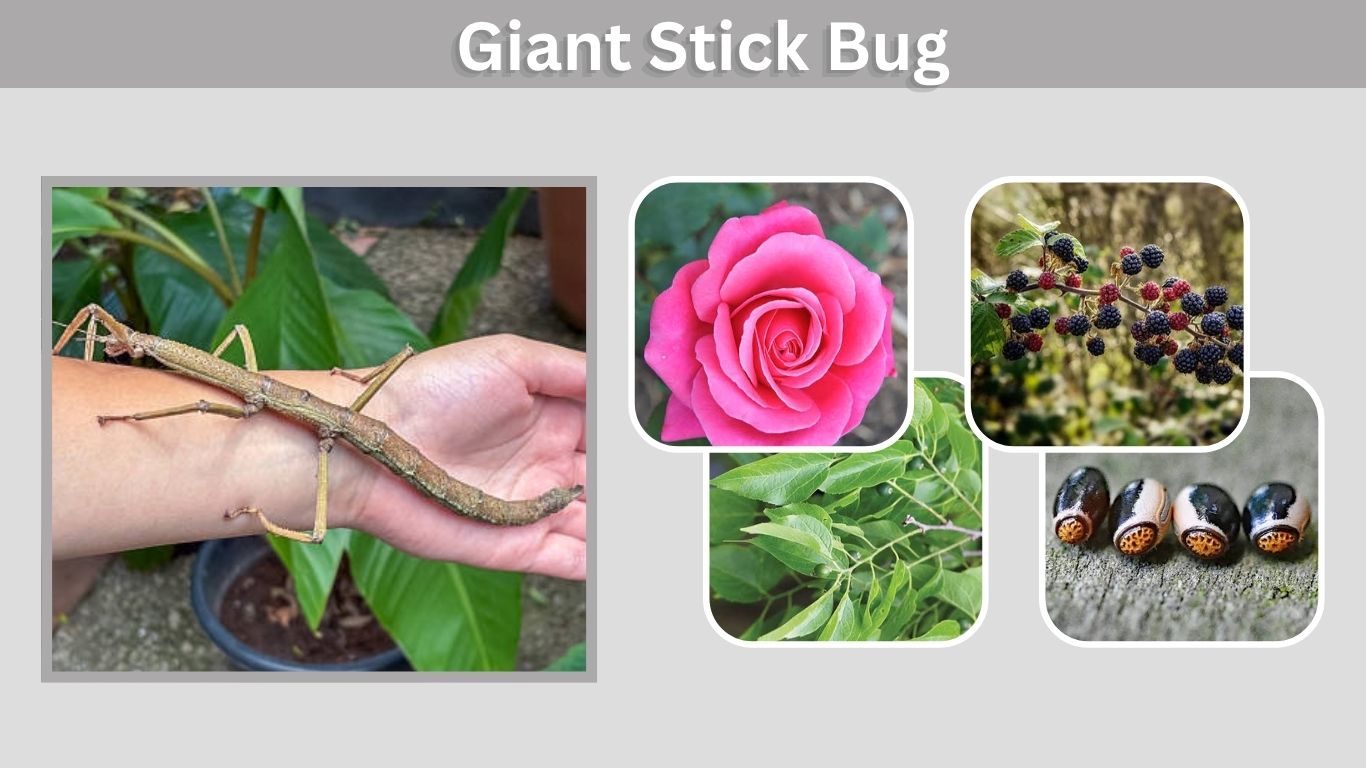 Giant Stick Bug: Size, Habitat, Diet, and Facts