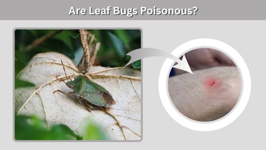 Are Leaf Bugs Poisonous?