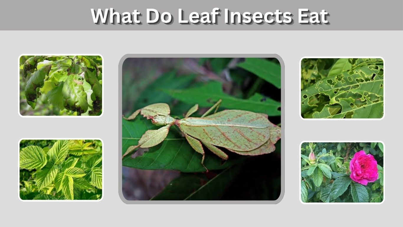 What Do Leaf Insects Eat? Diet, Food Plants and Feeding
