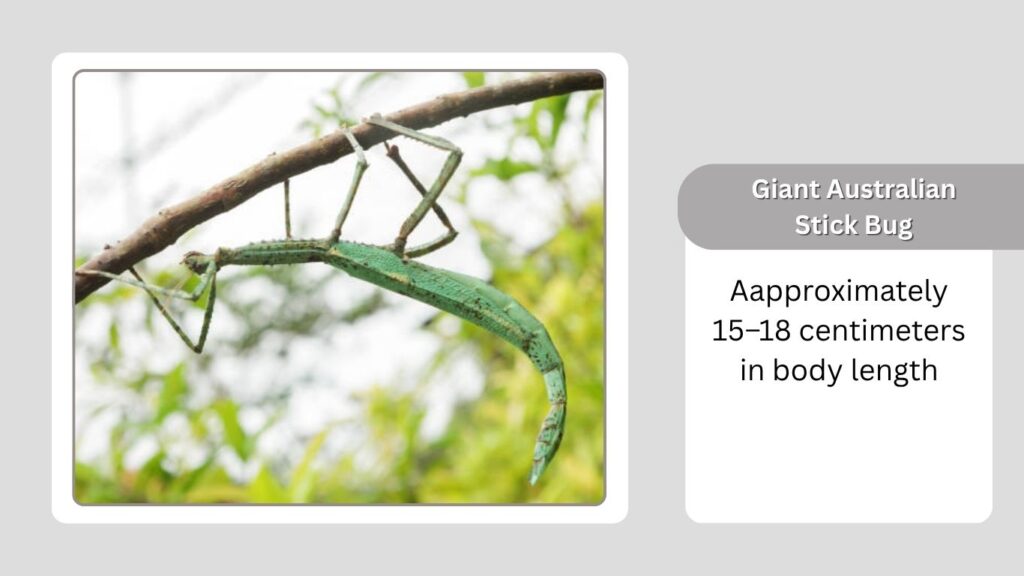 Giant Australian Stick Bug