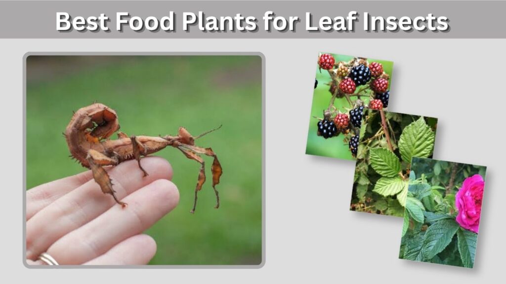Best Food Plants for Leaf Insects