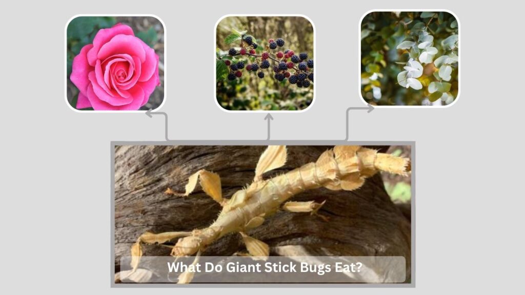 What Do Giant Stick Bugs Eat?