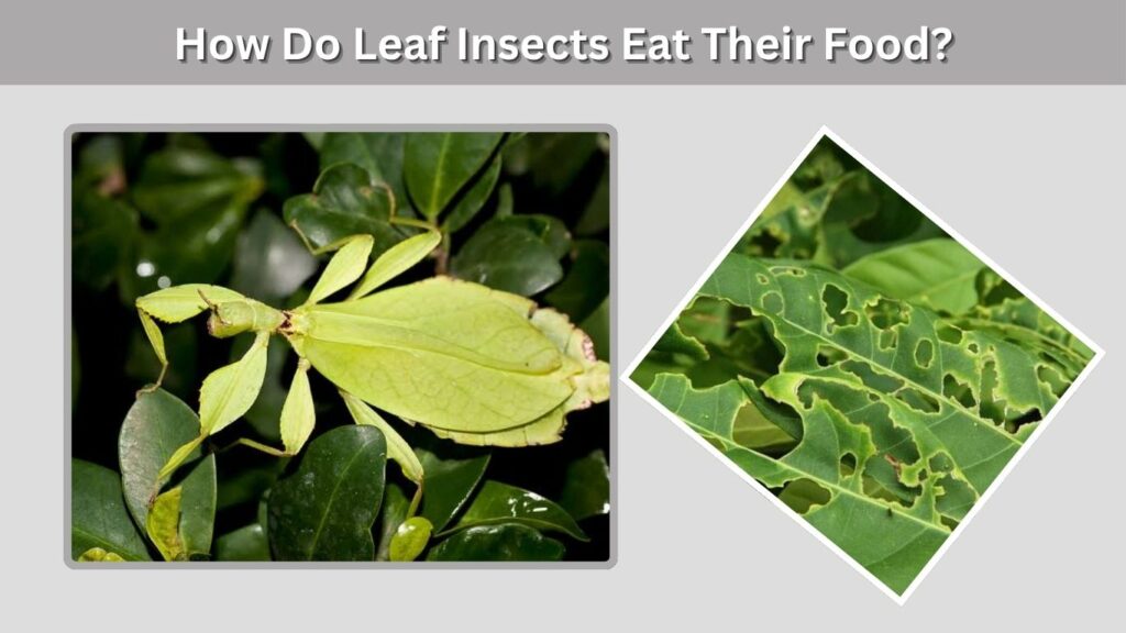 How Do Leaf Insects Eat Their Food?