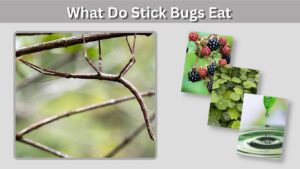 What Do Stick Bugs Eat? 10 Common Foods They Love