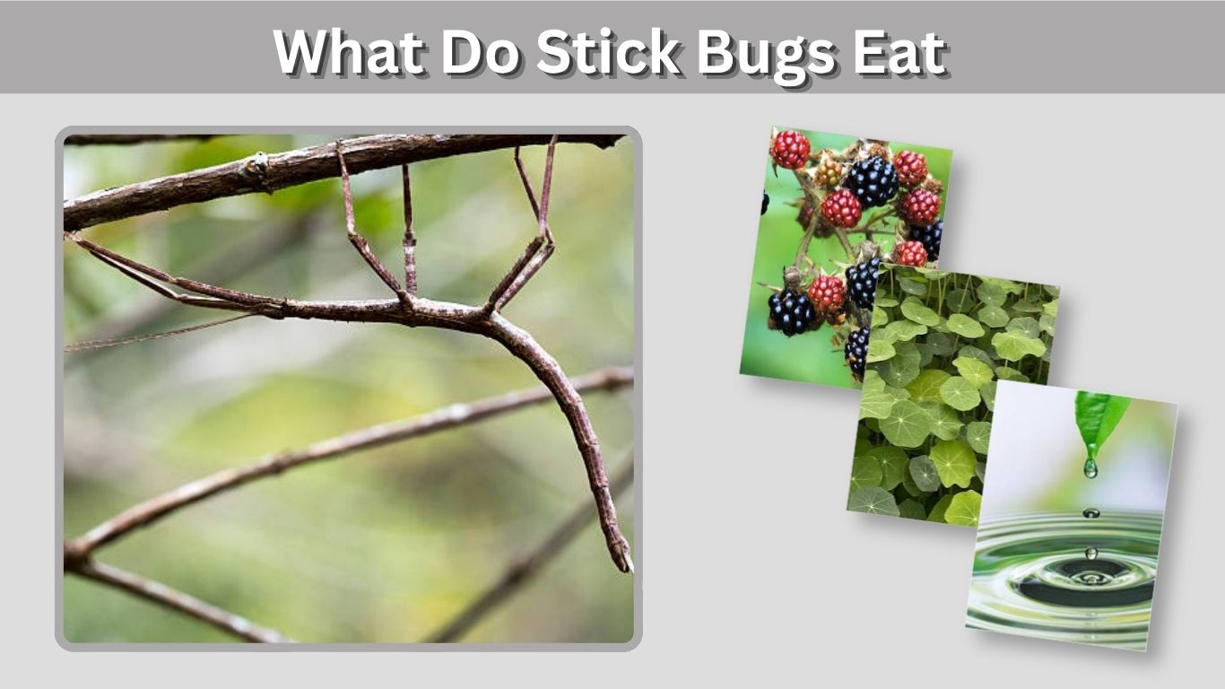 What Do Stick Bugs Eat? 10 Common Foods They Love