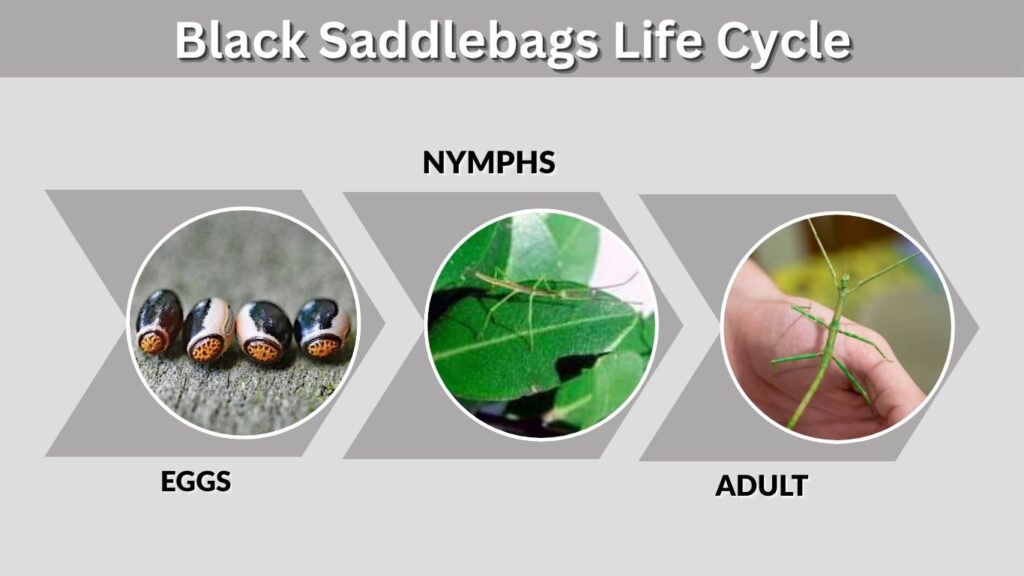 Giant Stick Bug Life Cycle