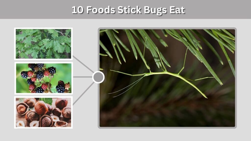 10 Foods Stick Bugs Eat