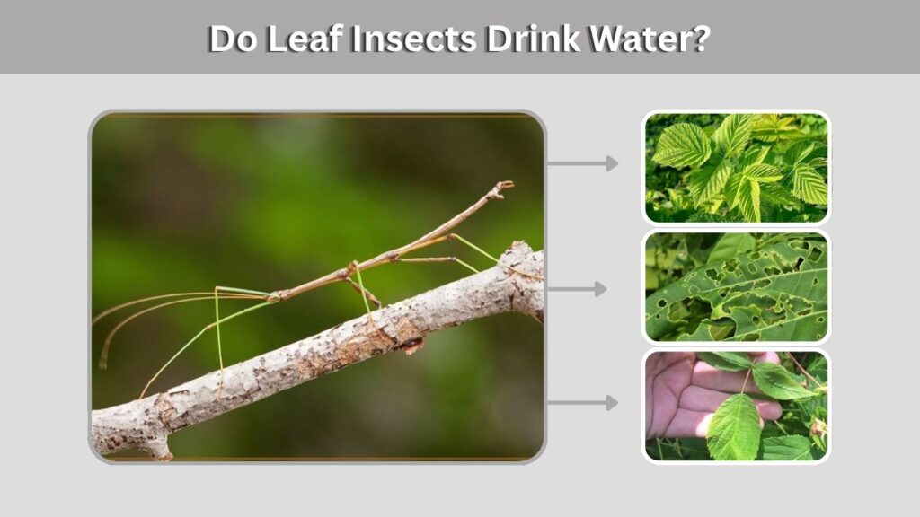 Do Leaf Insects Drink Water?