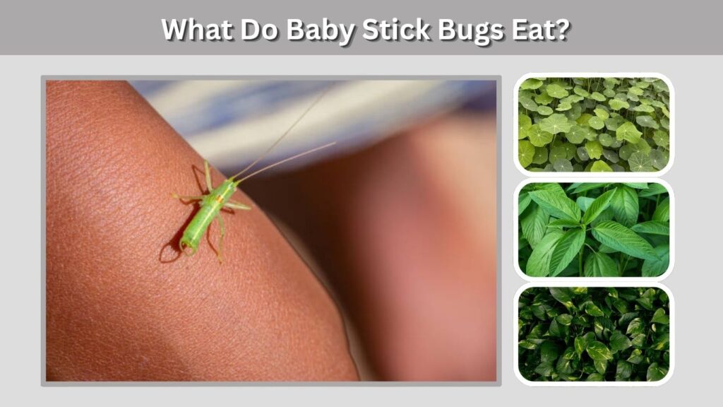 What Do Baby Stick Bugs Eat?