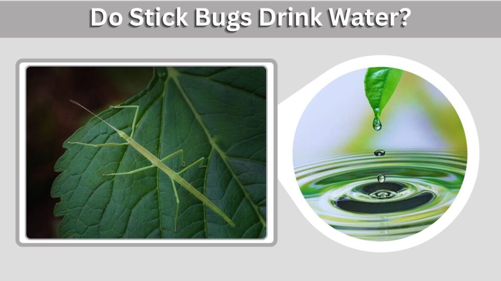 Do Stick Bugs Drink Water?