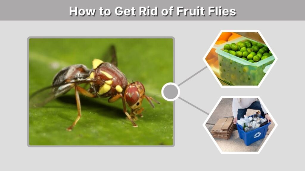 How to Get Rid of Fruit Flies