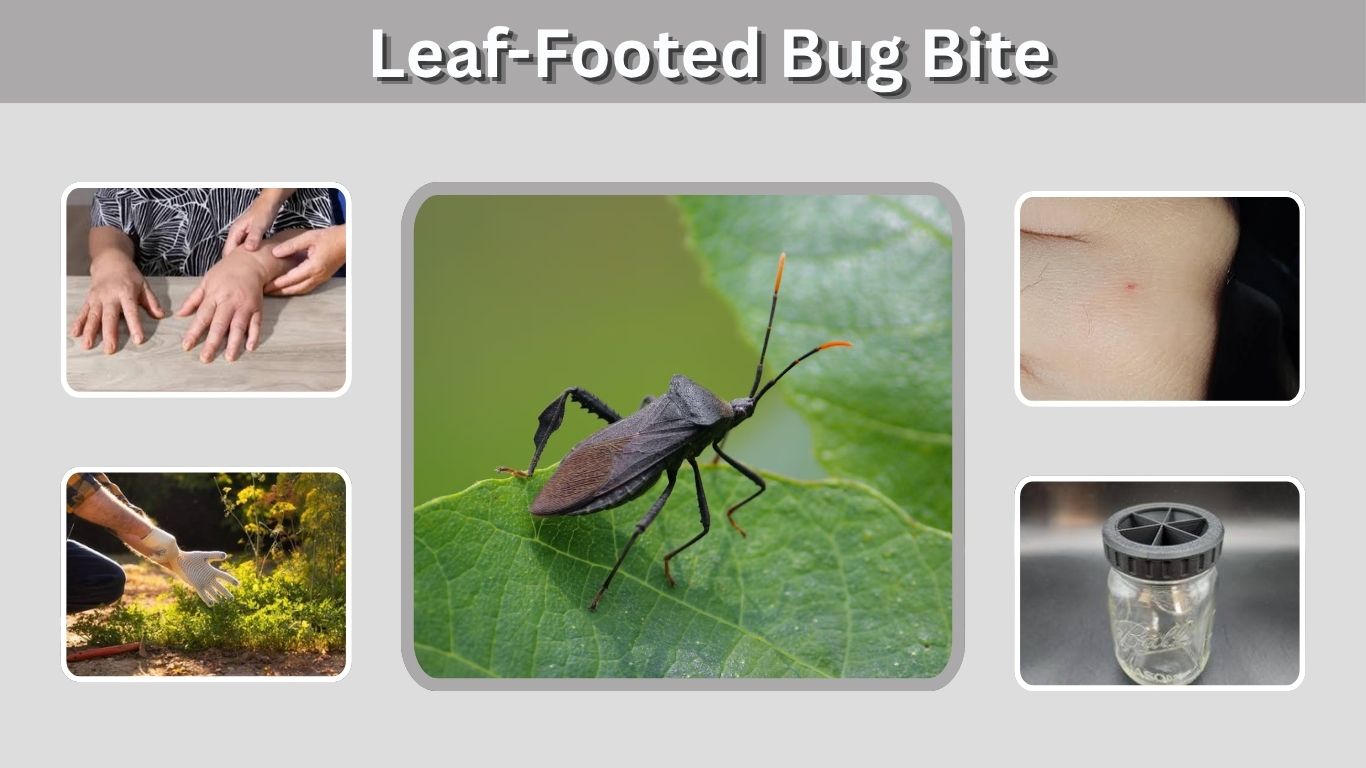 Leaf-Footed Bug Bite: Do They Bite Humans or Pets?