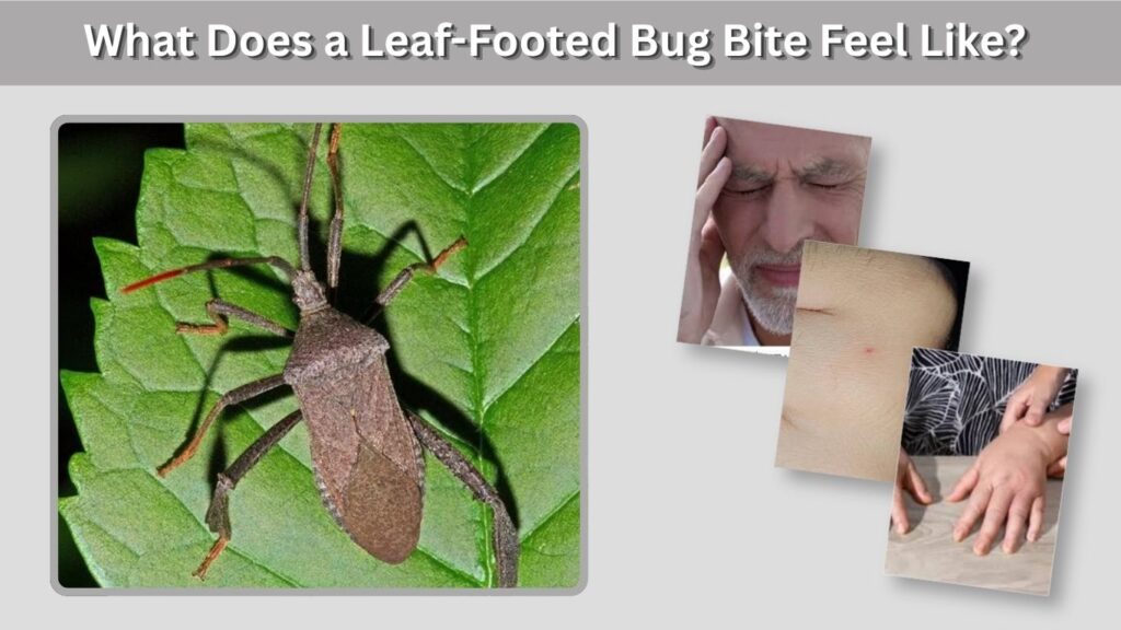 What Does a Leaf-Footed Bug Bite Feel Like?