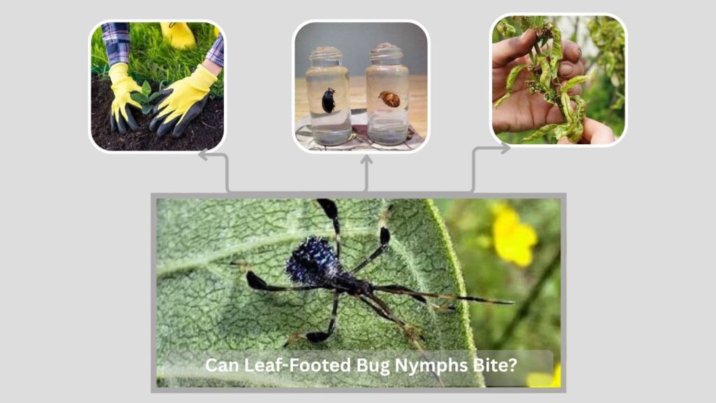 Can Leaf-Footed Bug Nymphs Bite?