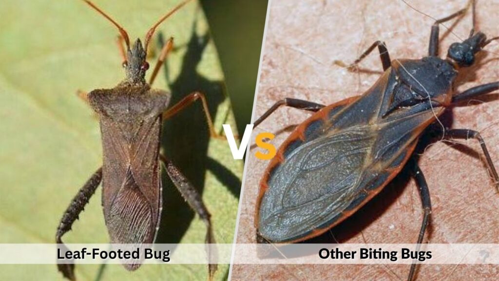 Leaf-Footed Bug vs. Other Biting Bugs