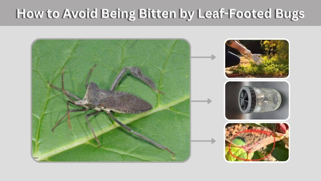 How to Avoid Being Bitten by Leaf-Footed Bugs