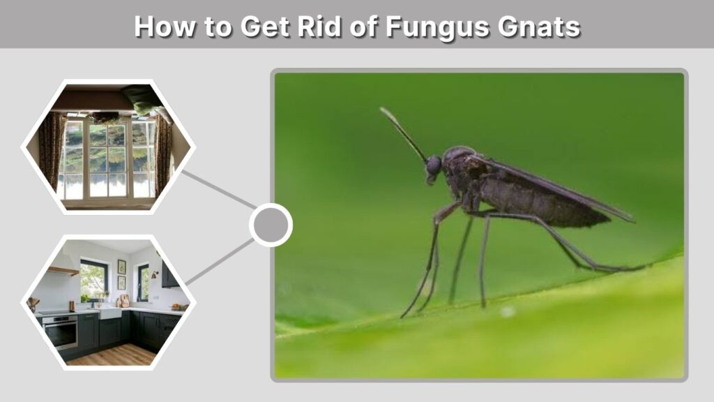 How to Get Rid of Fungus Gnats