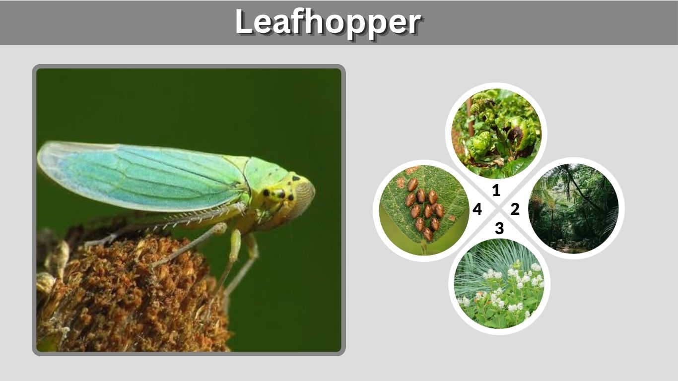Leafhopper: Identification, Damage, Life Cycle and Control