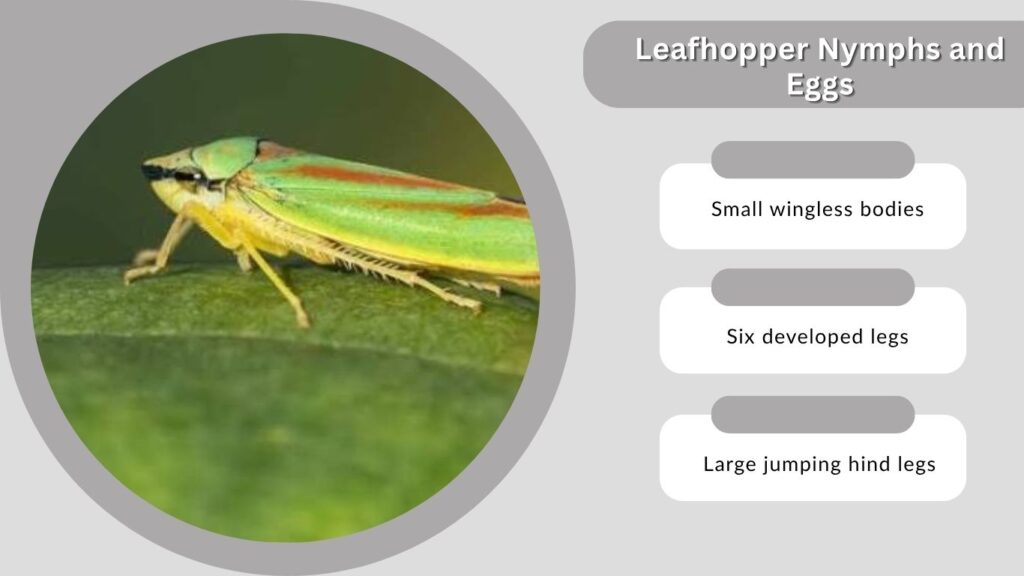 Leafhopper Nymphs and Eggs