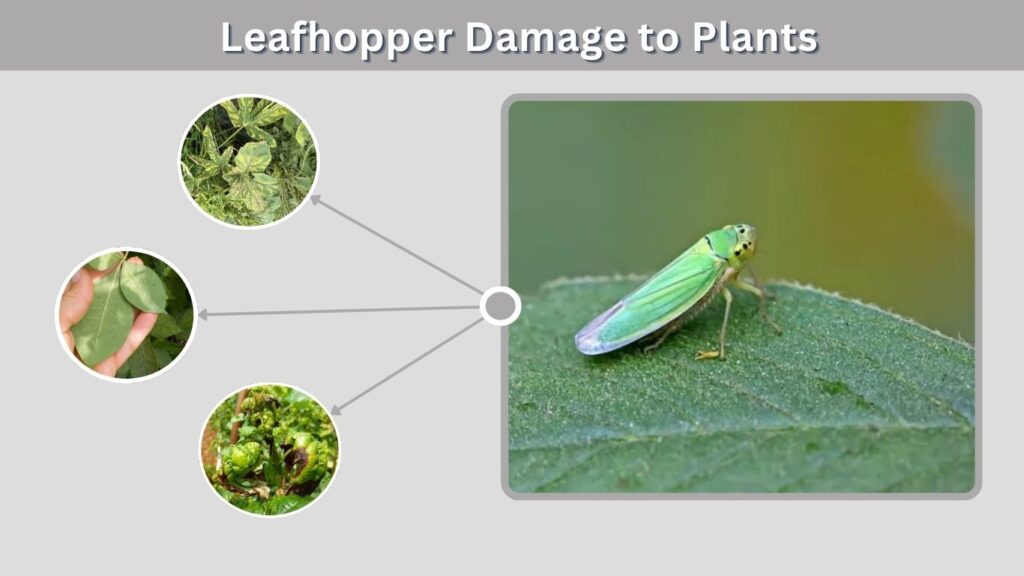 Leafhopper Damage to Plants
