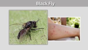 Black Fly: Bites, Larvae, Season, Repellent & Facts